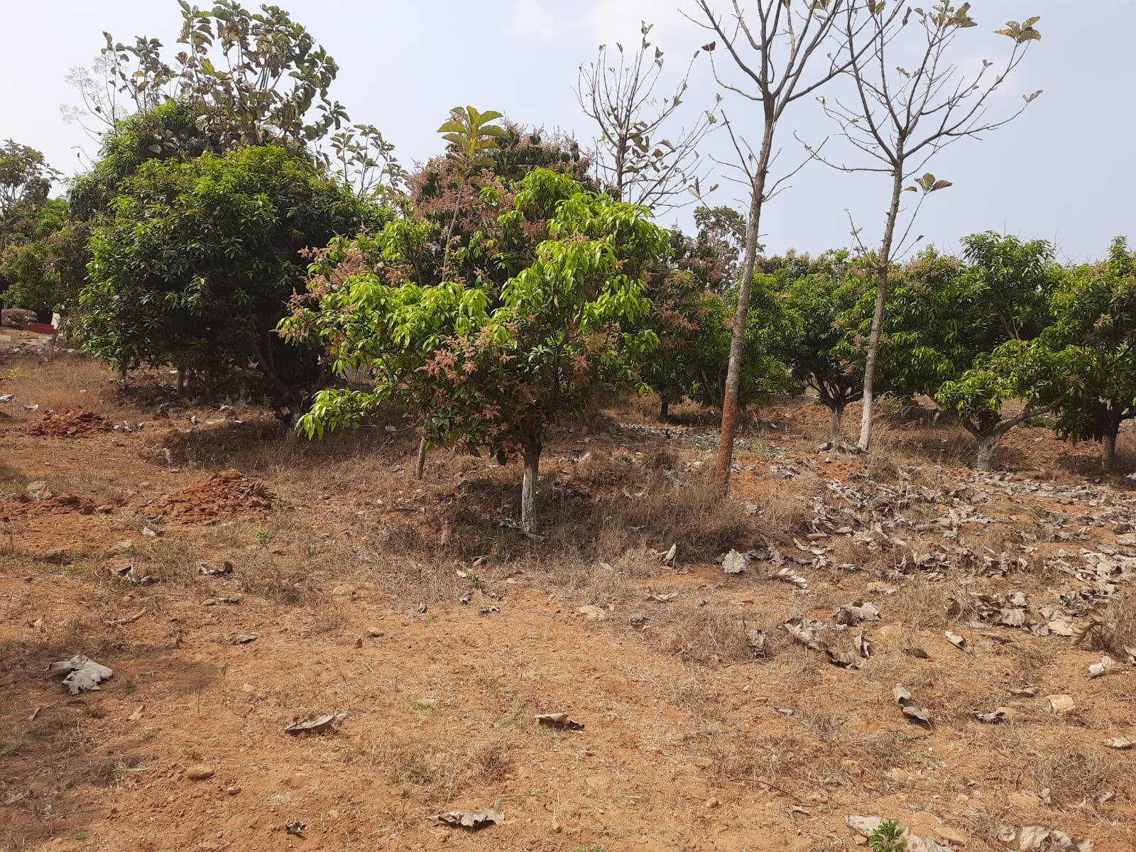 Agricultural Land