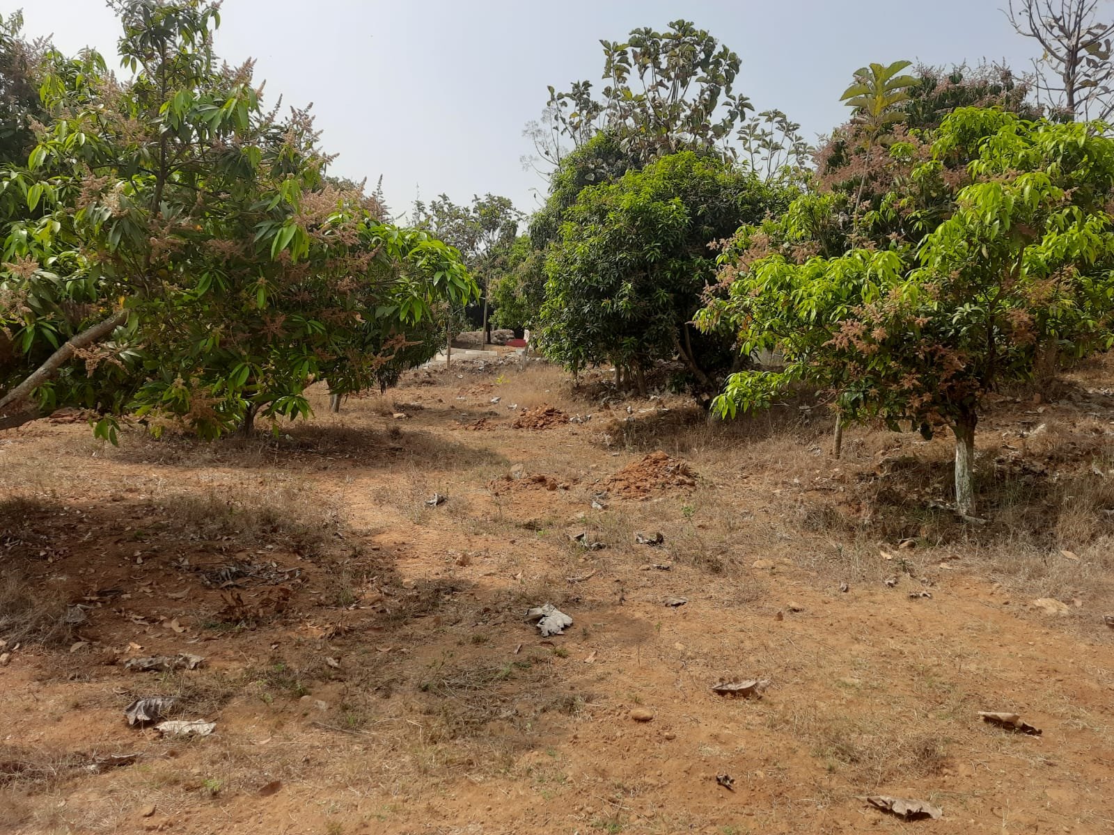 Agricultural Land photo 2
